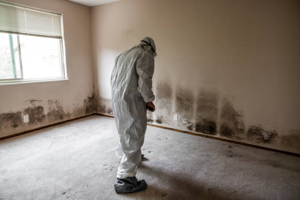 Mold Removal for HVAC Installations